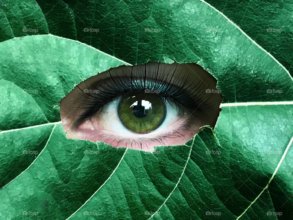 Green female eye watching through the green leaf with veins 