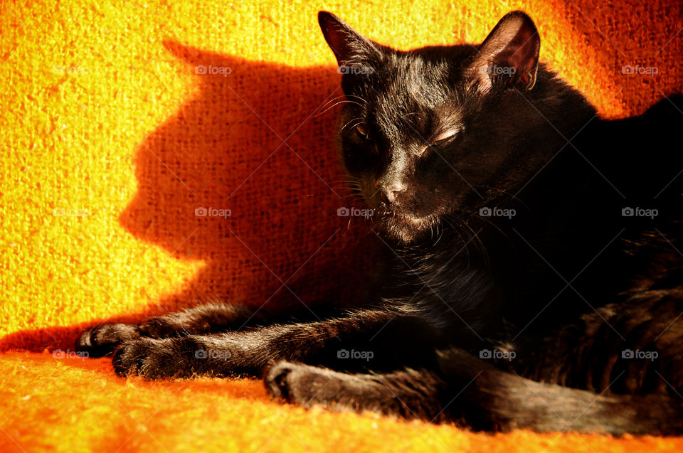 a cute black cat on the orange background