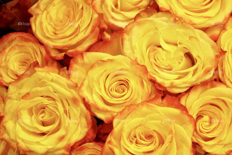 Yellow red lipped roses