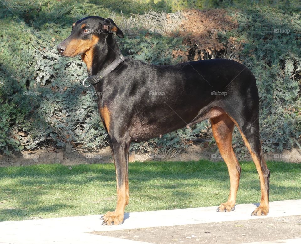 Dogs in the United States have significant popularity and status – they are often treated as family members. This Doberman struts like a statue