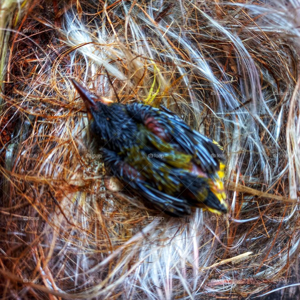 Newly hatched little bird in the nest
