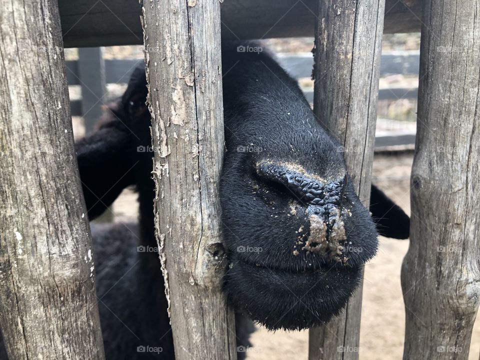 Lamb at zoo