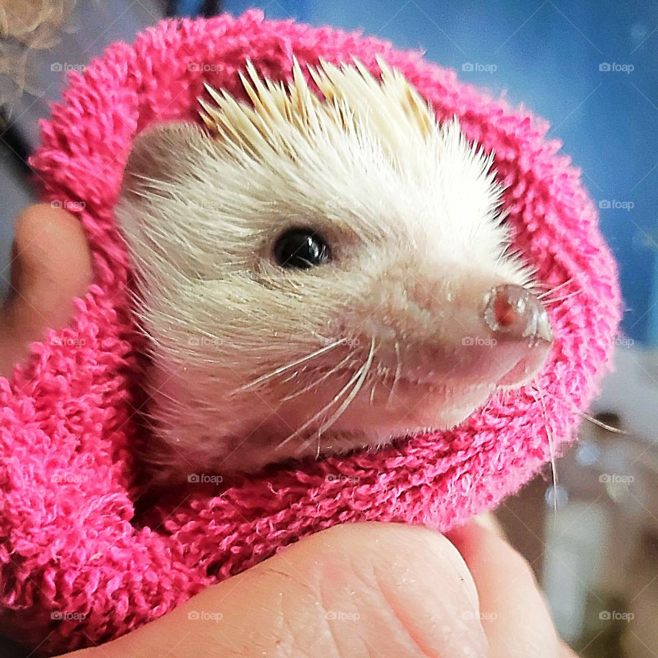 Daphne the hedgehog after bath