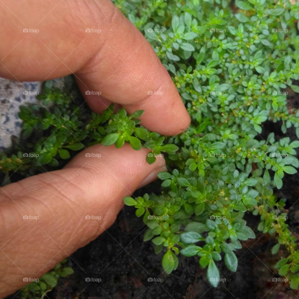 Checking the condition of plants