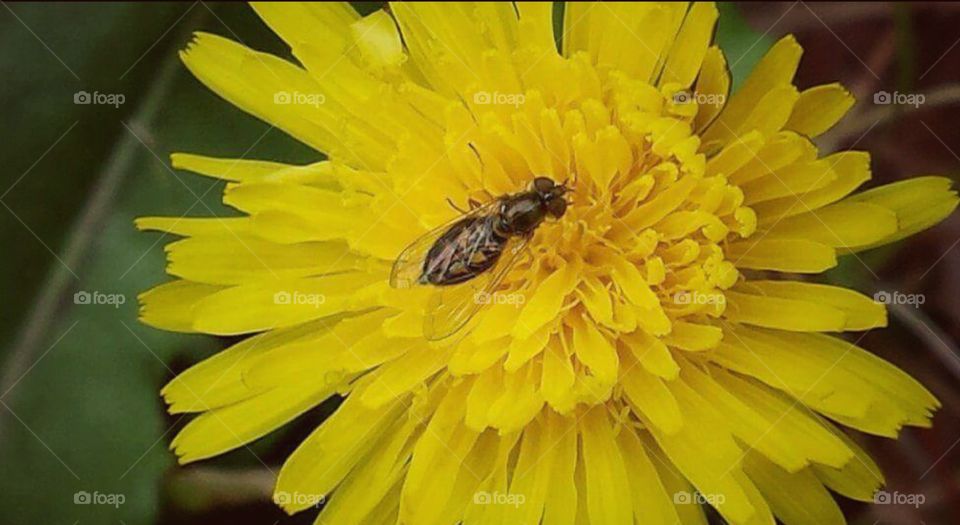 Bee and dandelion