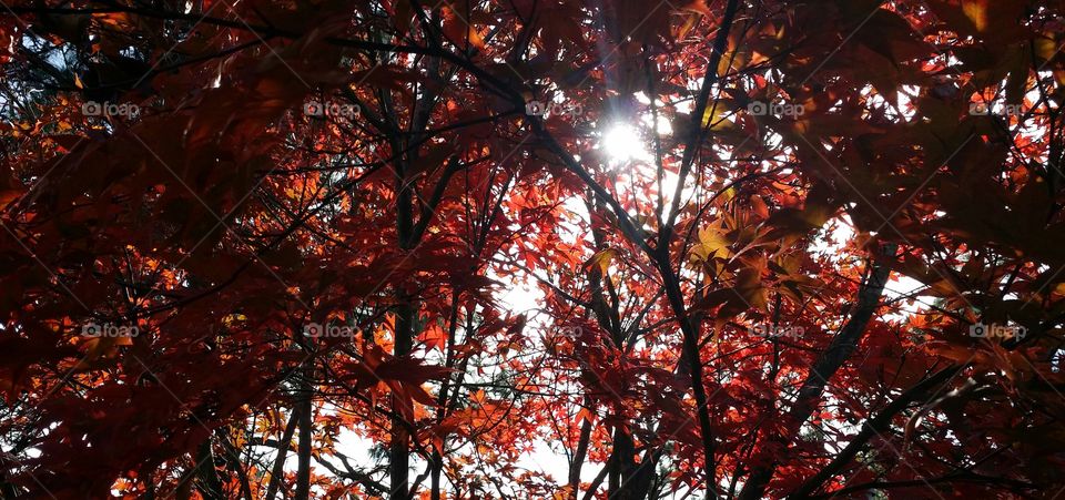 Sun on the trees. looking at the sun thru the orange leaves of a Japanese maple tree.