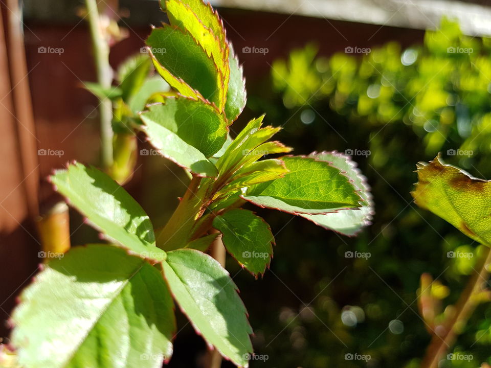 Upclose of plant