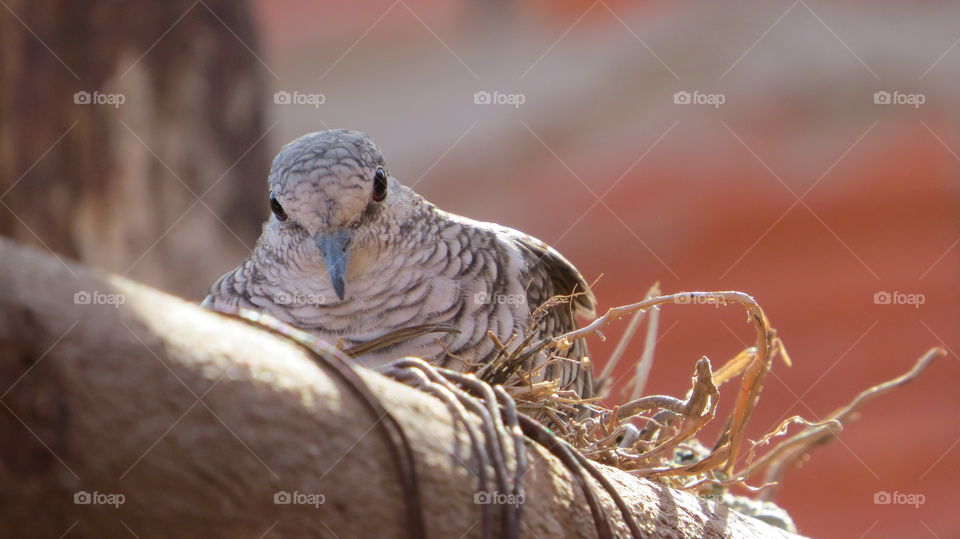 mom bird awaits children in autumn nest in the fall born