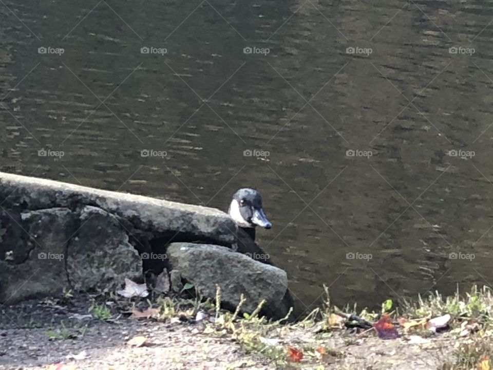 A geese hiding behind a rock 