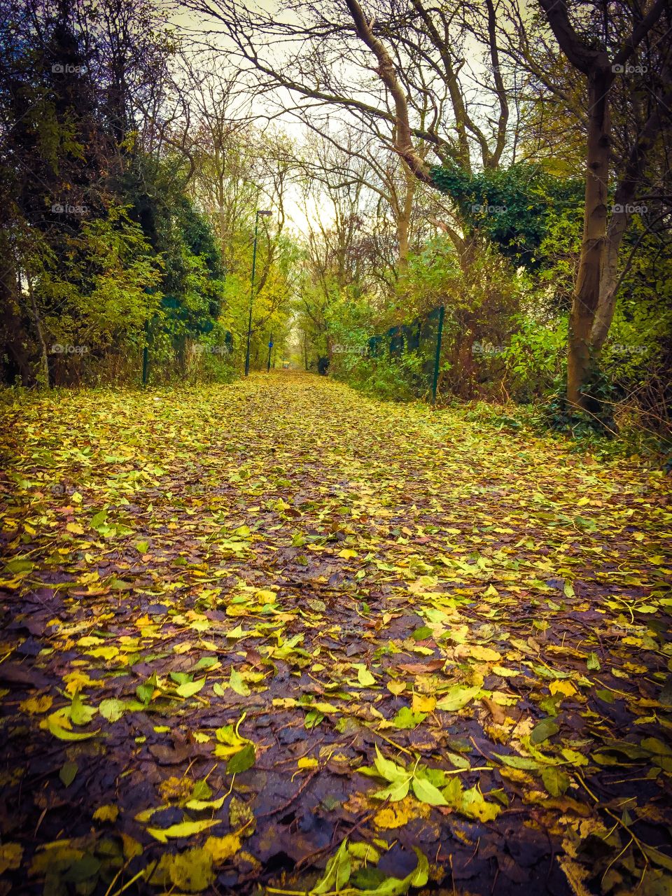 Forest Walks.