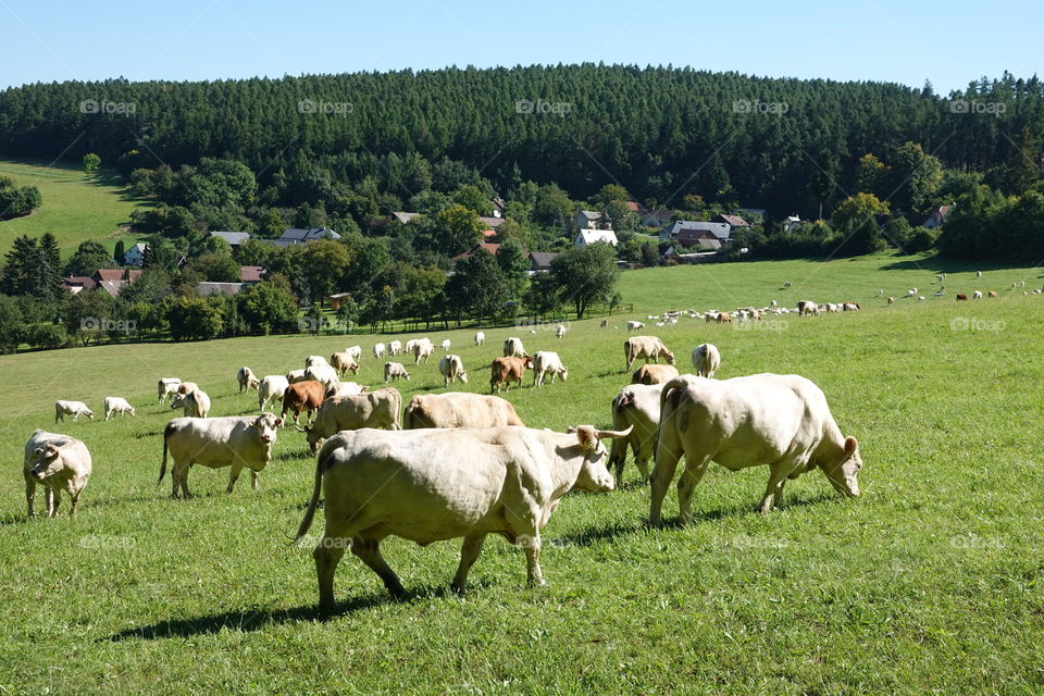 Herd of white cows on pasture.