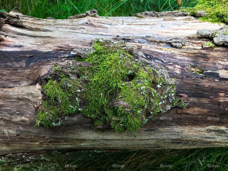 Swiss Forest Dägimoos 