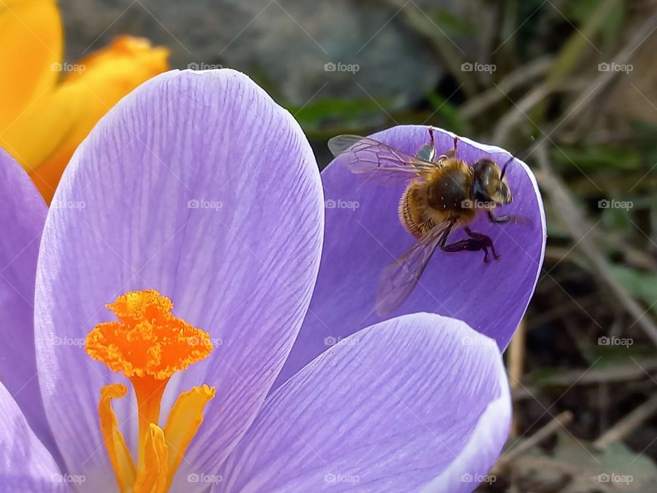 a bee on a purple flower collects nectar.