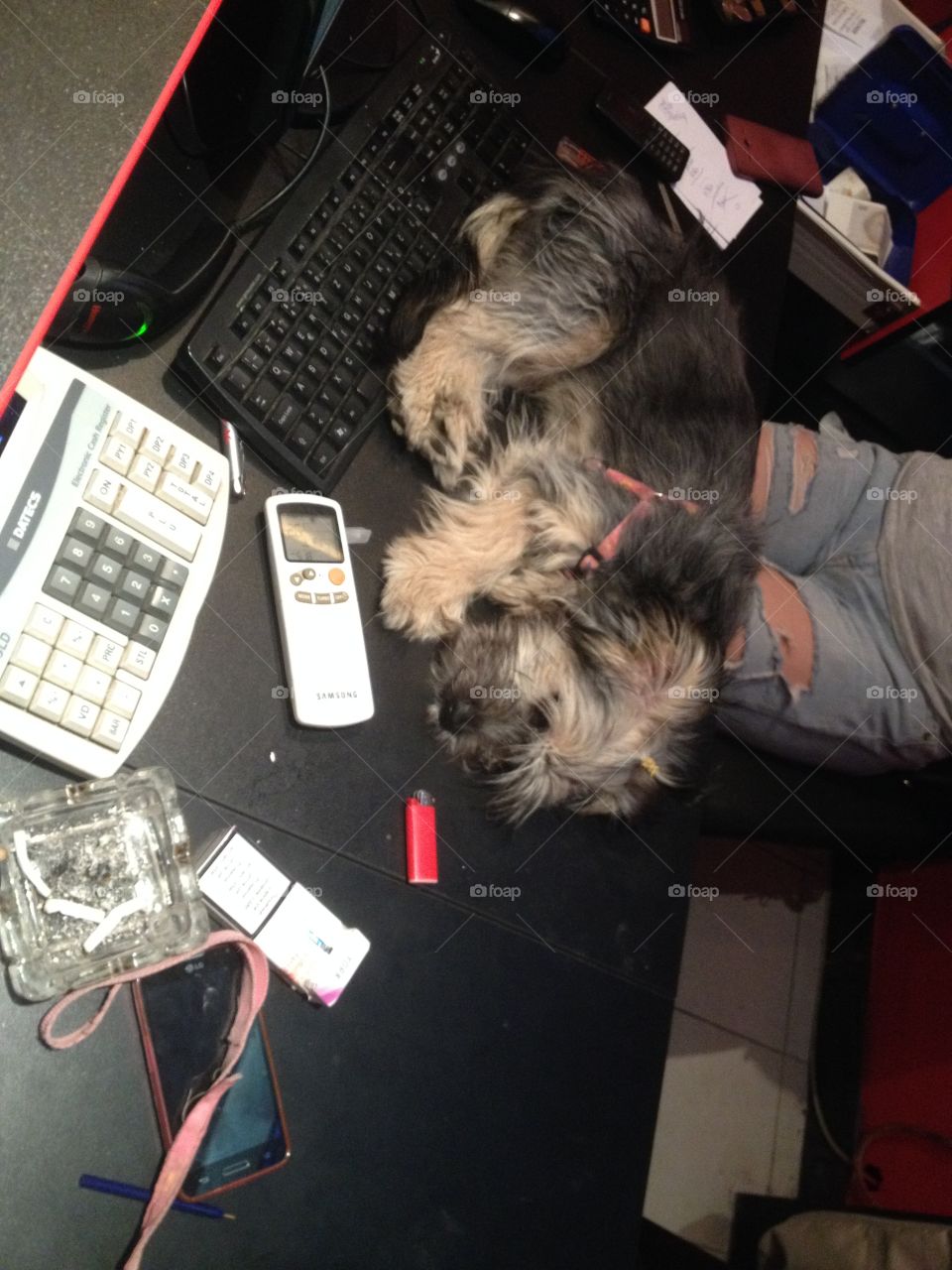 My desk above. Dog is resting on the desk where she works