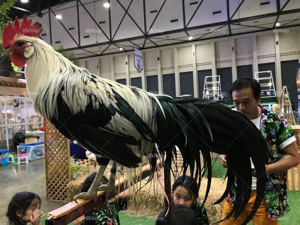 Cock in the expo of Thailand