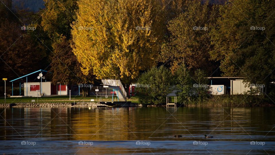 View of autumn trees and sempach Lake