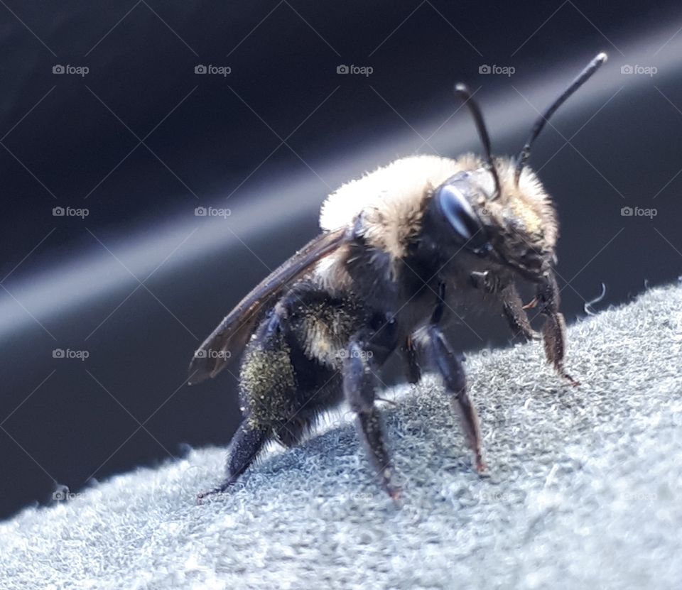 bee