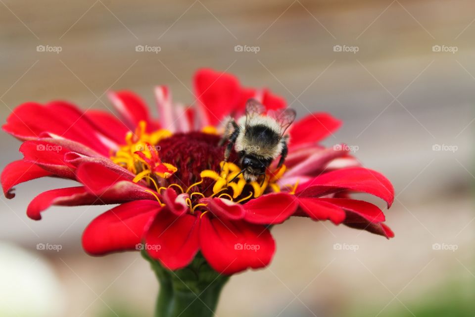 Bee on a gorgeous red flower