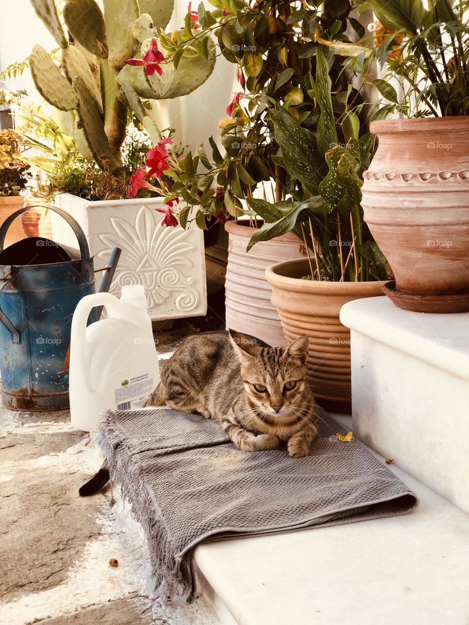 Pretty tabby street cat