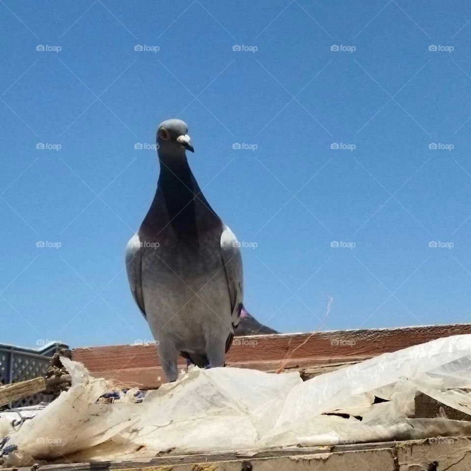 Beautiful pigeon looking at camera.