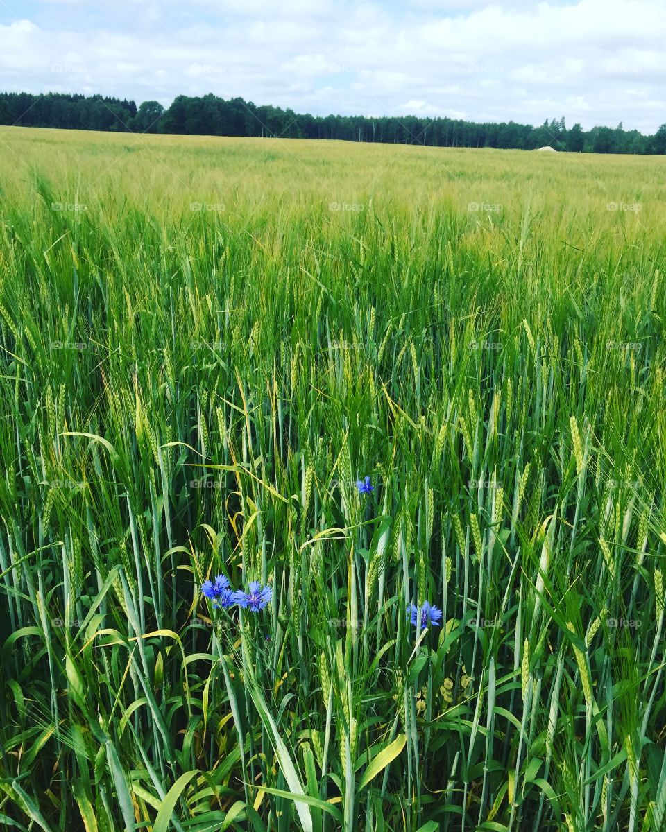 Cornflower in a field