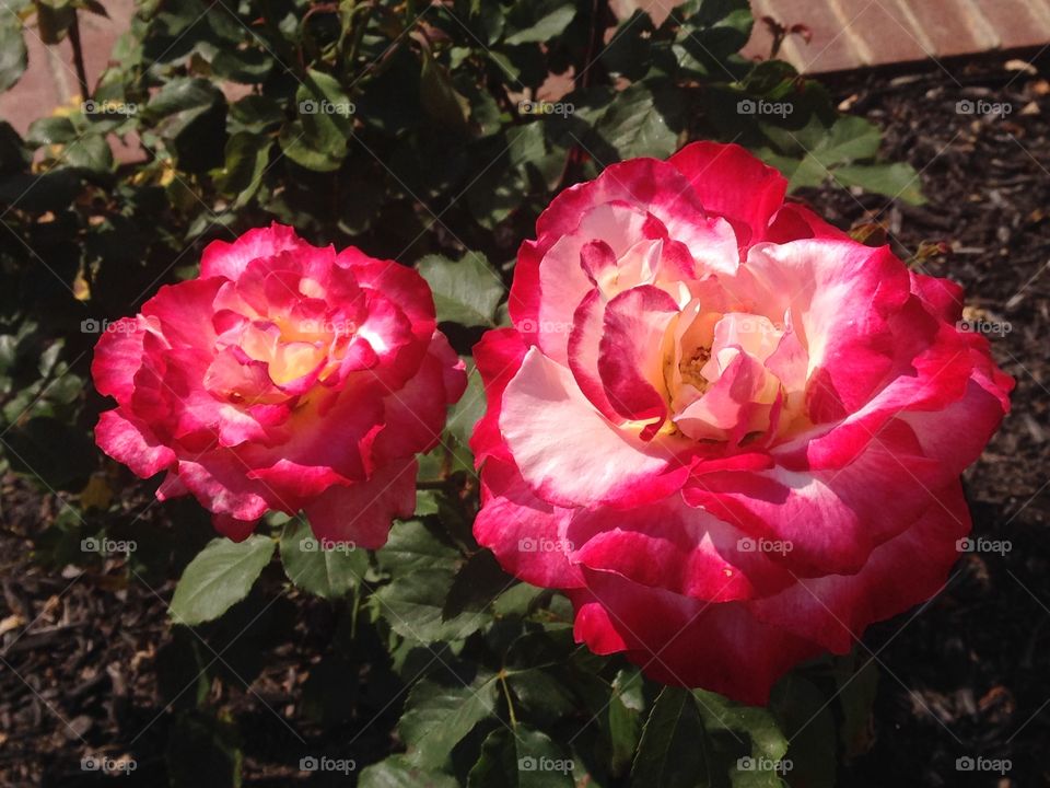 Bright roses