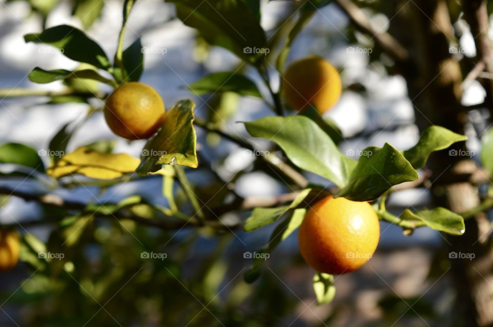 Citrus tree grove 