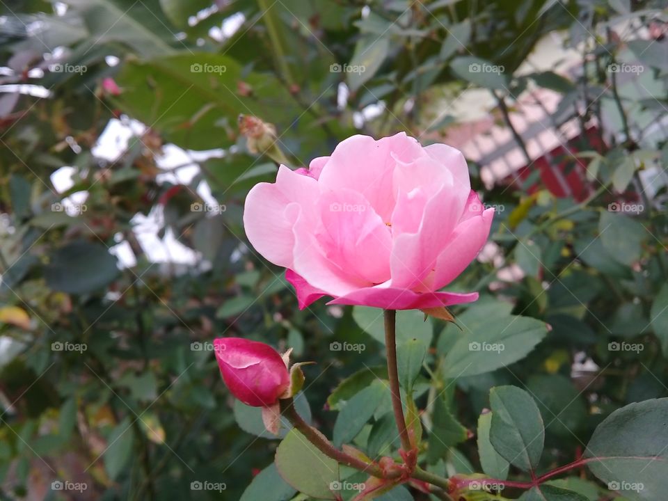 Little pink rose . Beautiful 🌹