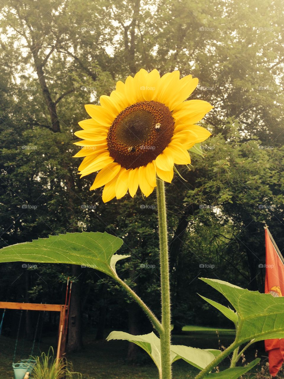 Sunflower. Sunflower in the garden with two bumblebees
