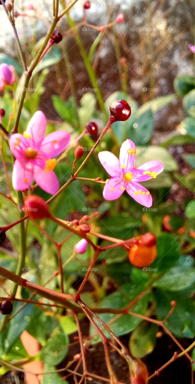 Talinum paniculatum