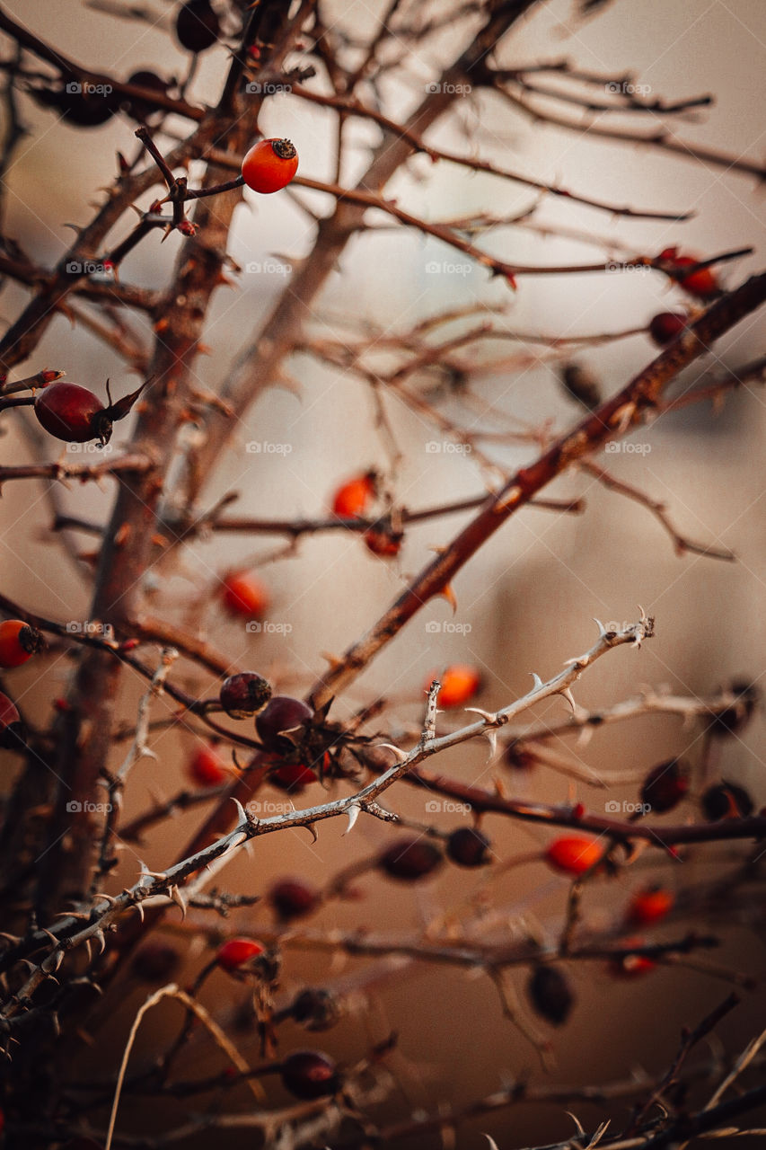 Rosehip bushes on a cold day