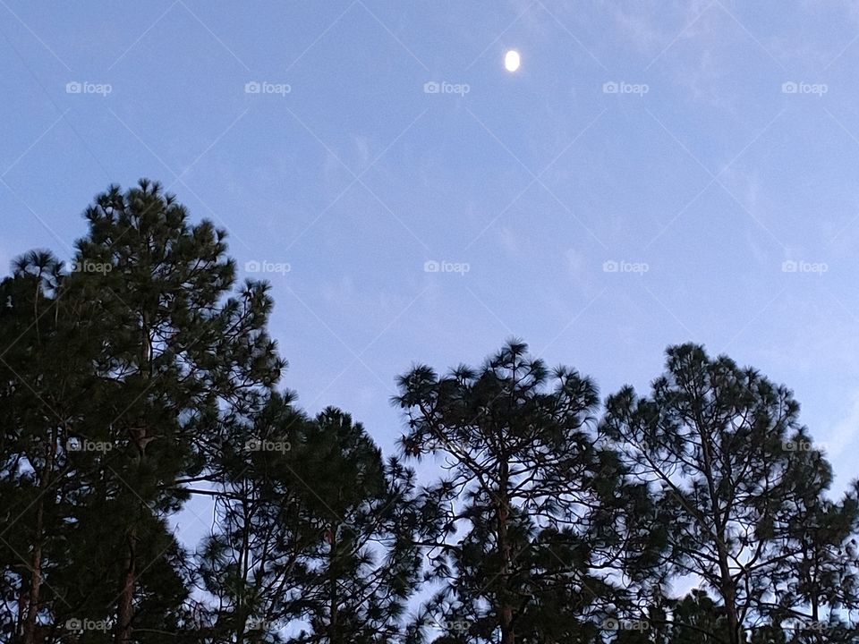 cresent moon, Georgia Pine, evening sky, fall weather, nature