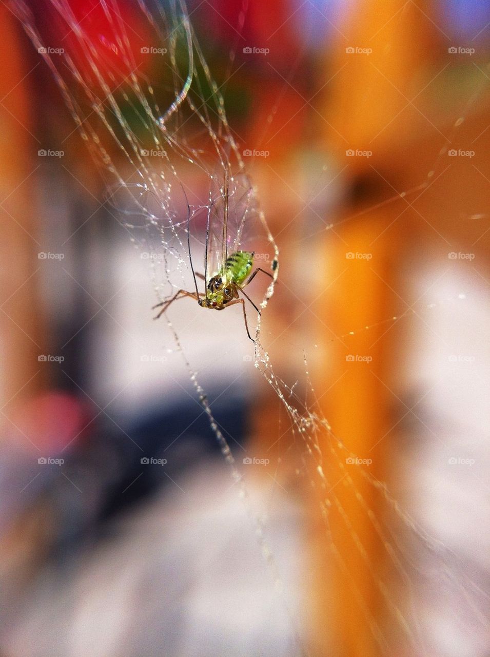 macro closeup insect web by miss_falcon