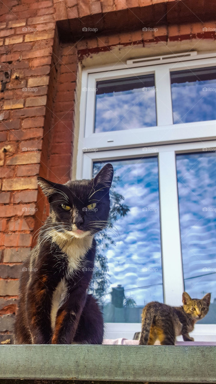 cats on the roof