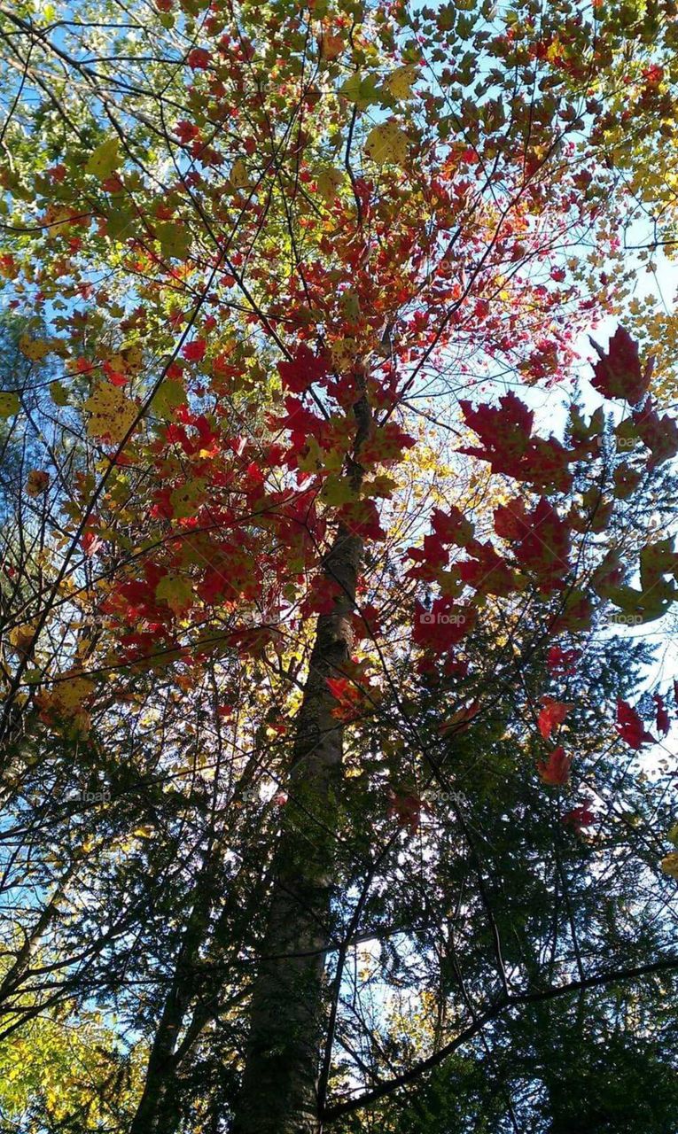 Tree, Leaf, Nature, Season, Branch