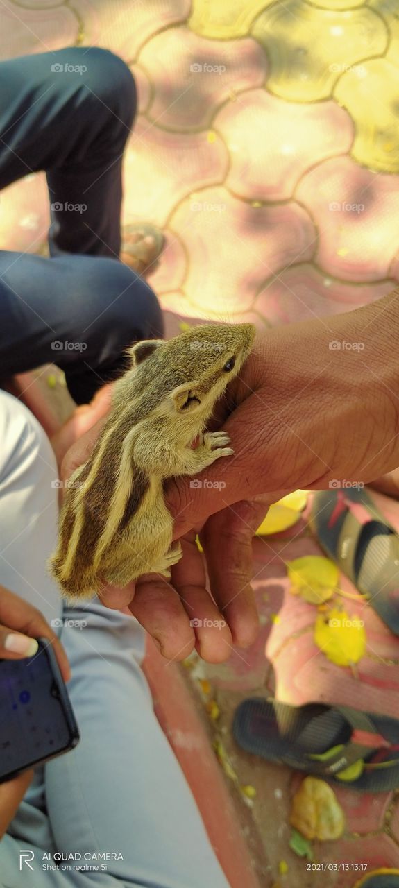 squirrel 🐿️ Sitting pose on hand Shot on Camera