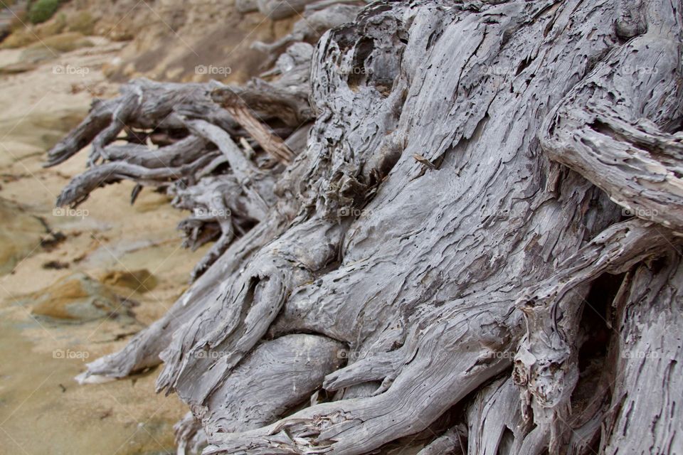 Weathered Tree Roots