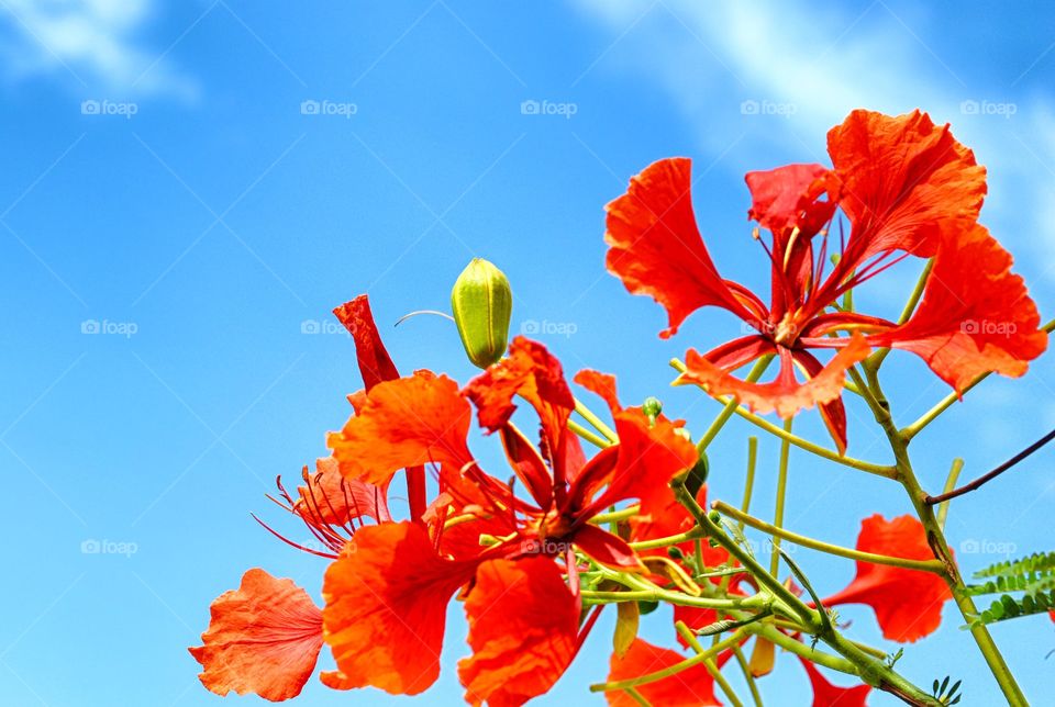 red flower and sky
