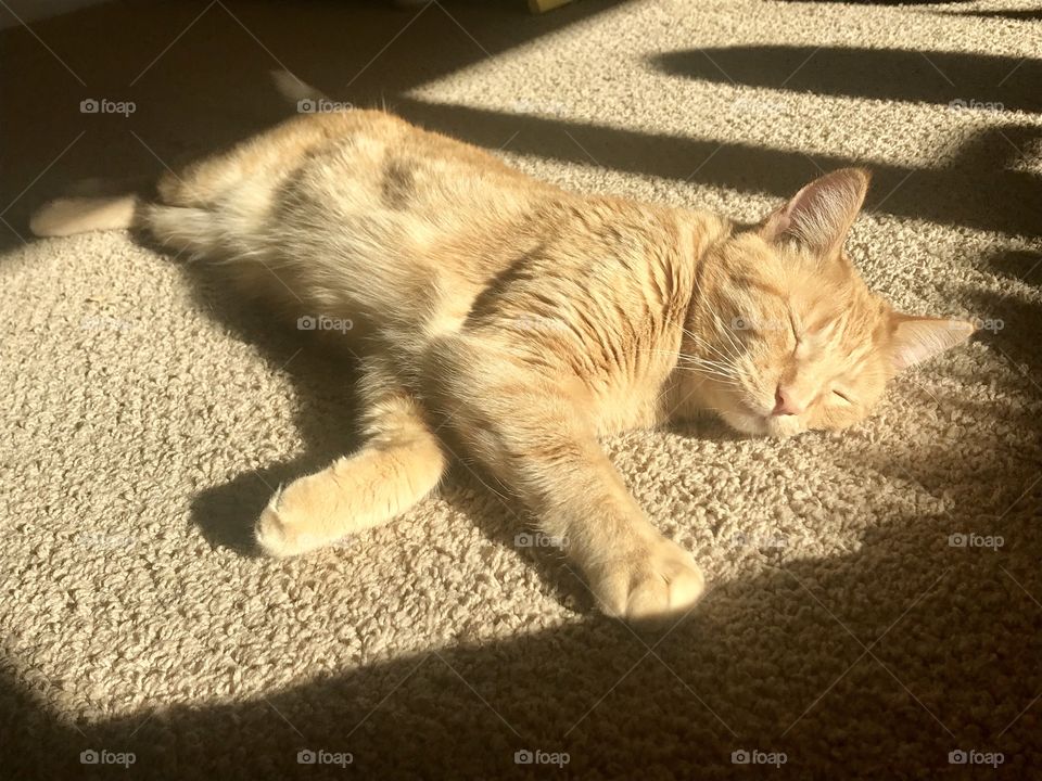 Black and white kitty sleeping taking his Hal in the floor with beautiful shadow lines. 