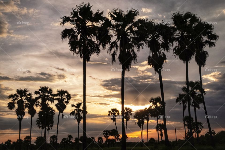 Silhouette of sugar palm in front of sunrise background
