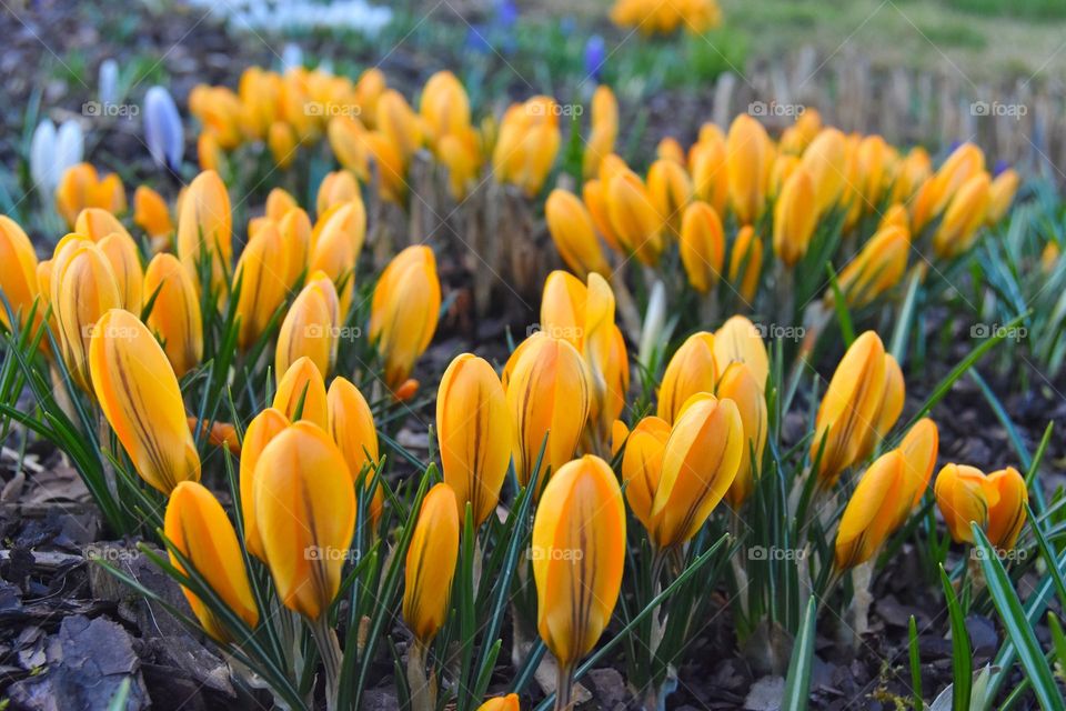 Crocuses close up. Yellow spring flowers. 