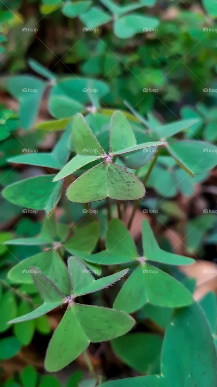 Plants around us: 🍀 ☘️ 🍀