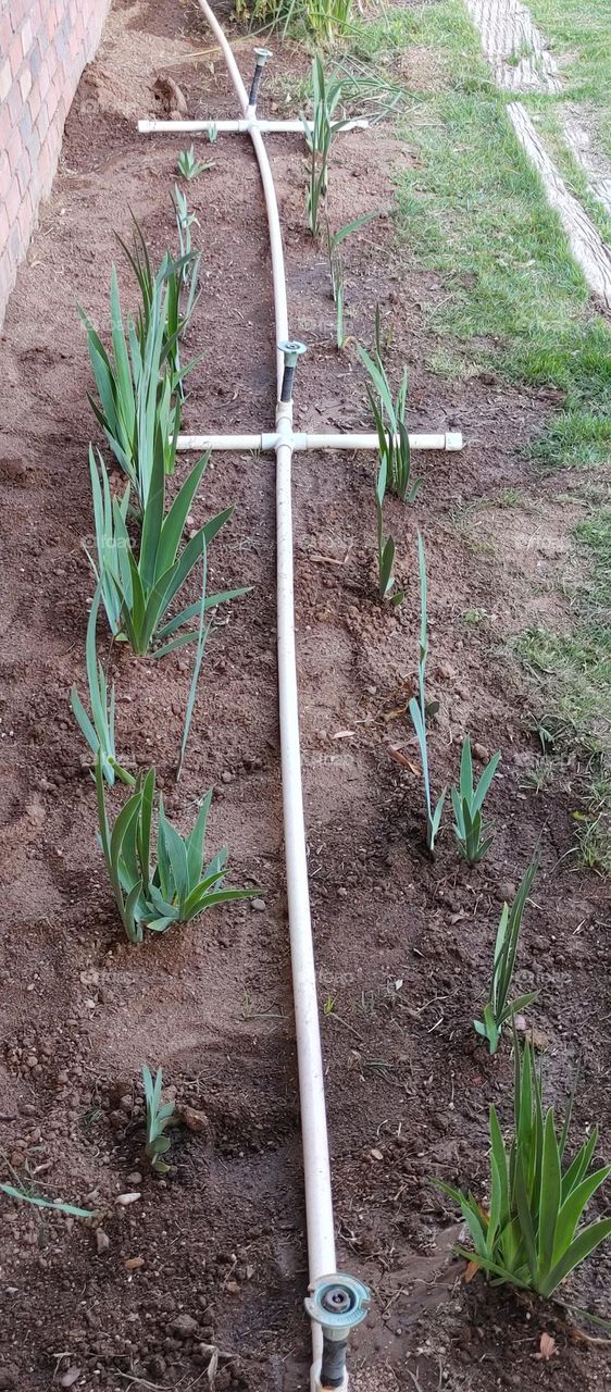 Iris annuals vertical