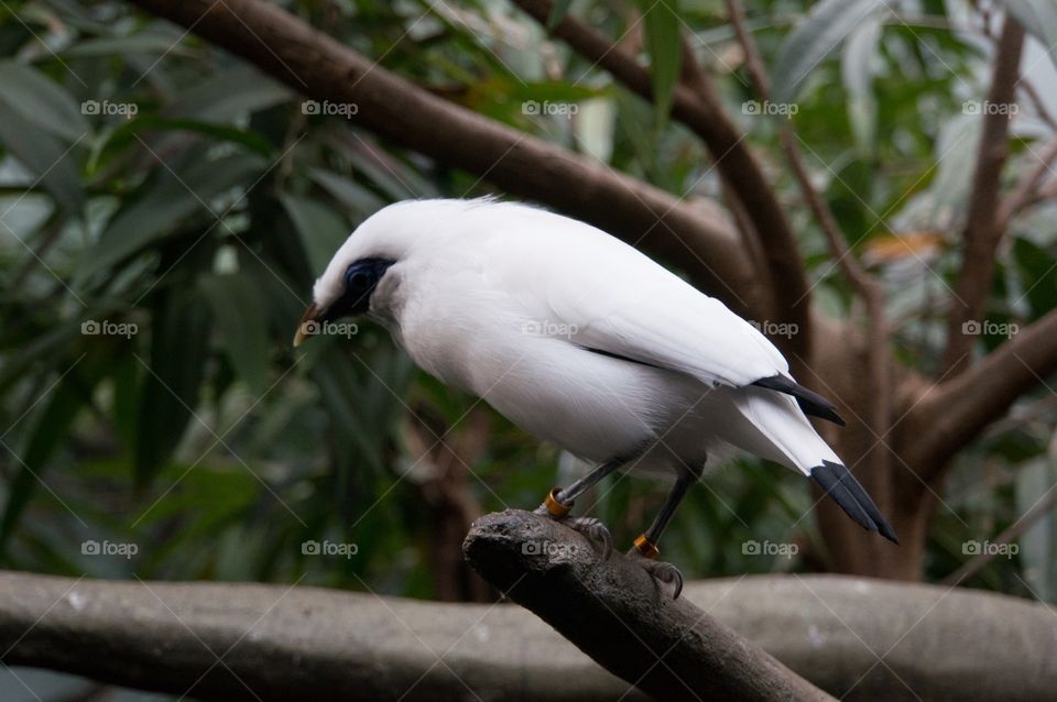 White bird 