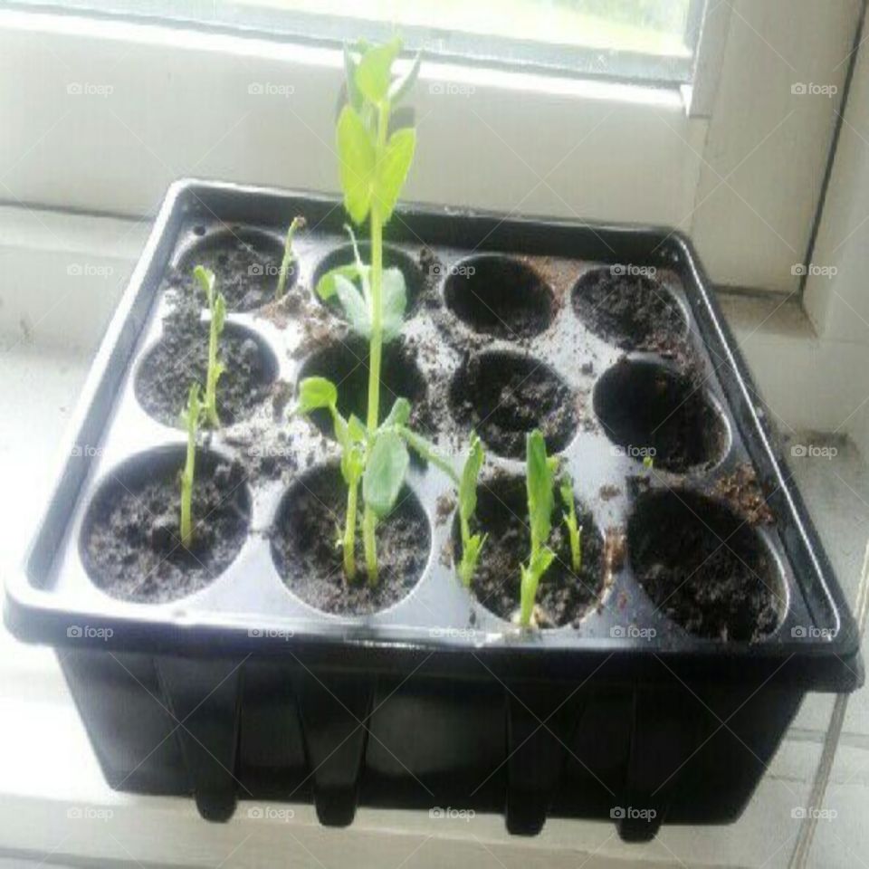 sugar peas starting to grow, 🌱💚