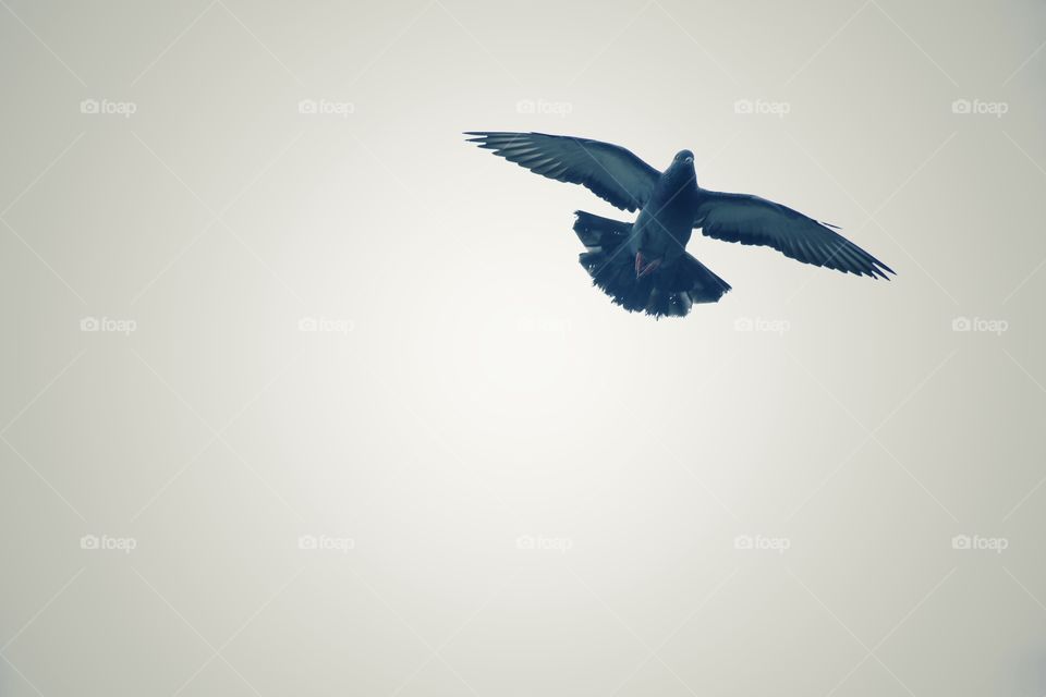 #the pigeon flying with a raven 