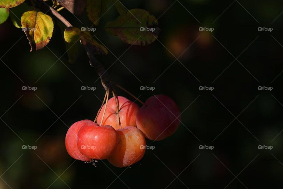 Beautiful colorful autumn, cherry 