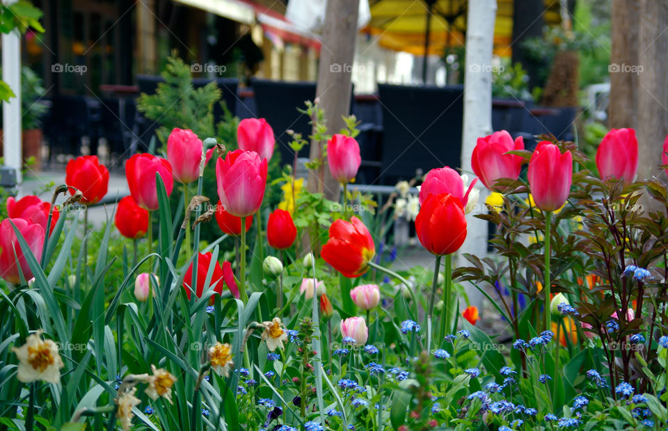 Close-up of tulips blooming outdoors in city.