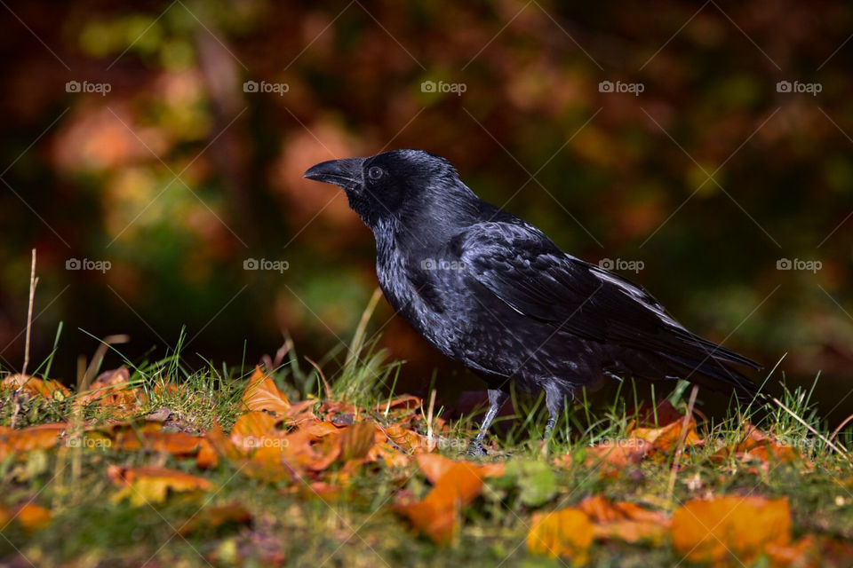 Autumn crow