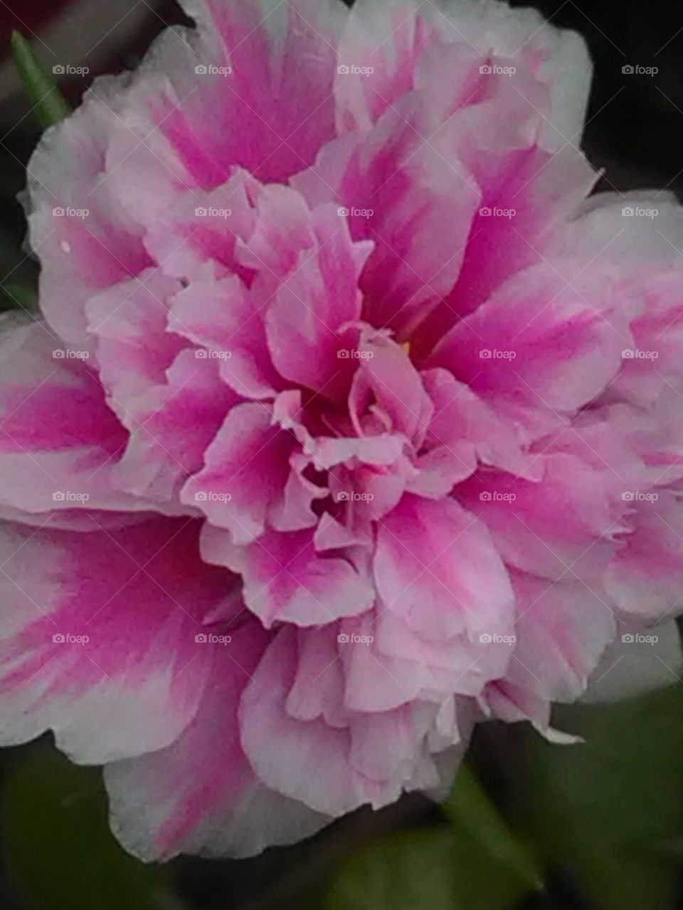 This beautiful looking little beautiful white and red-colored mixing is really beautiful.